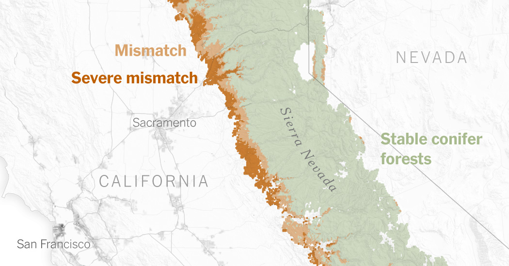 Mapping California’s ‘Zombie’ Forests – The New York Occasions