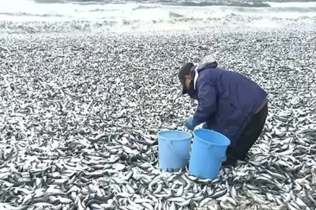1,000 tons of dead fish covering the shores of Japan.